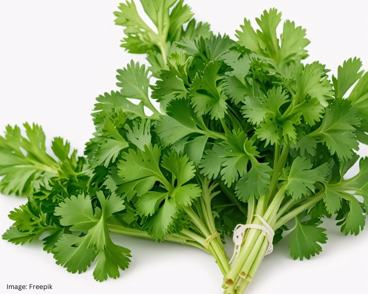 Empty Stomach Coriander Leaves