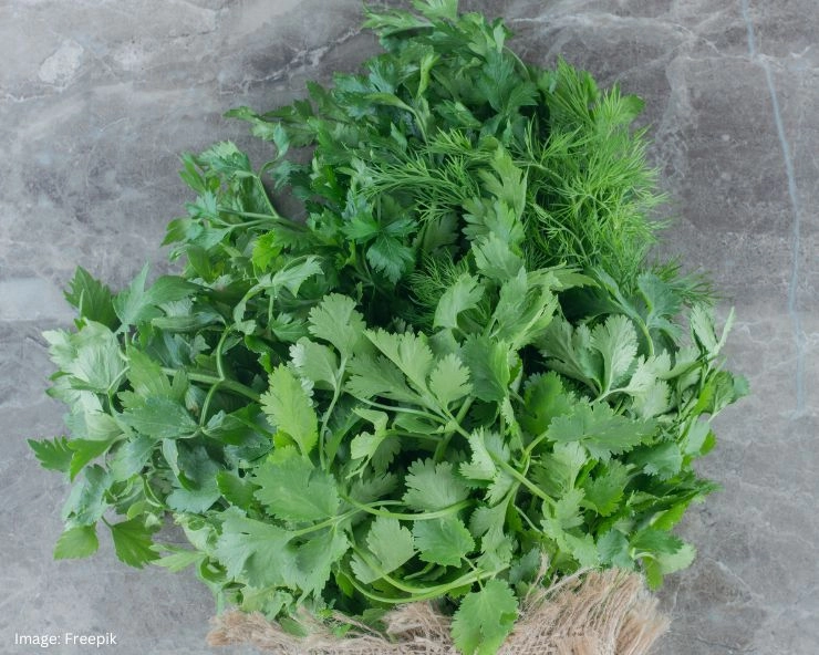 Empty Stomach Coriander Leaves