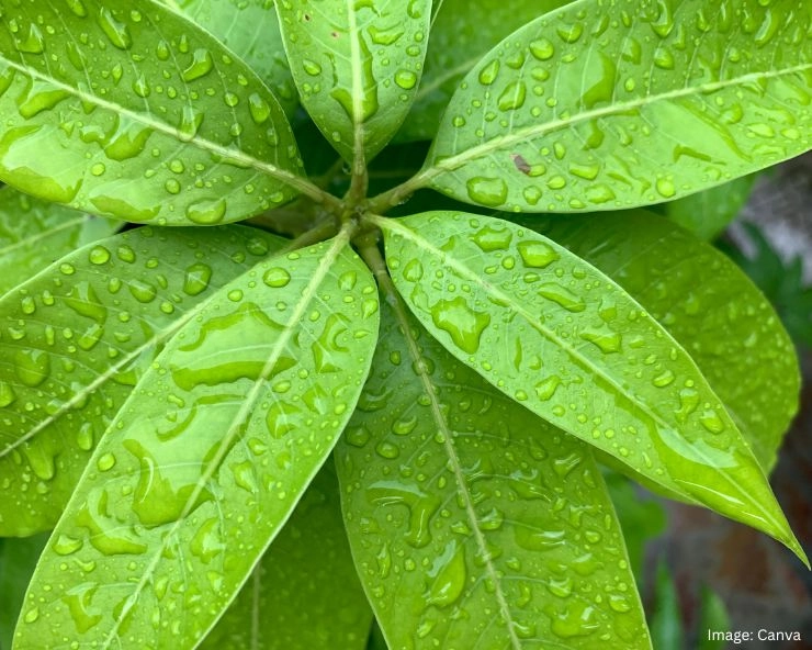 Mango Leaves Health Benefits