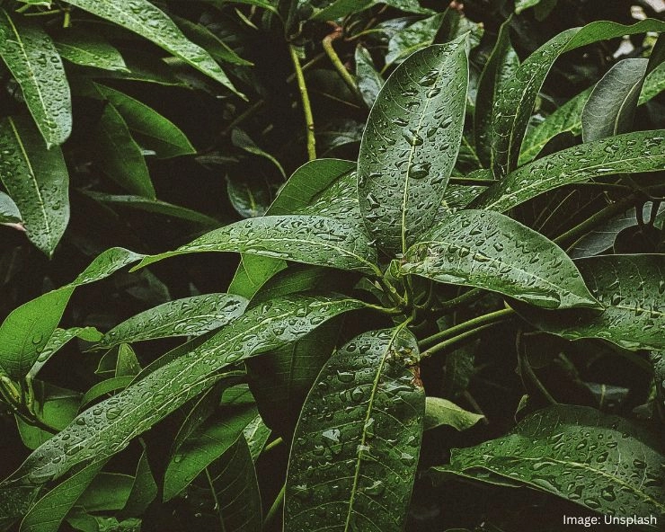 Mango Leaves Health Benefits