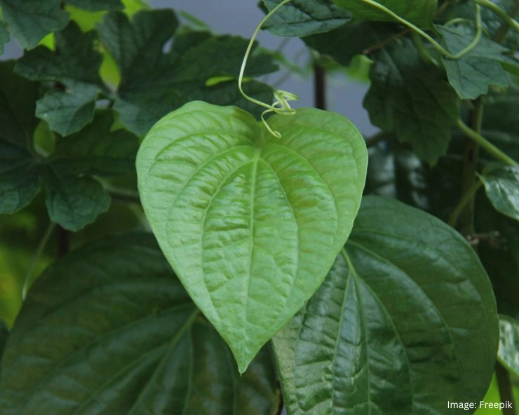 Benefits Of Chewing Betel Leaves