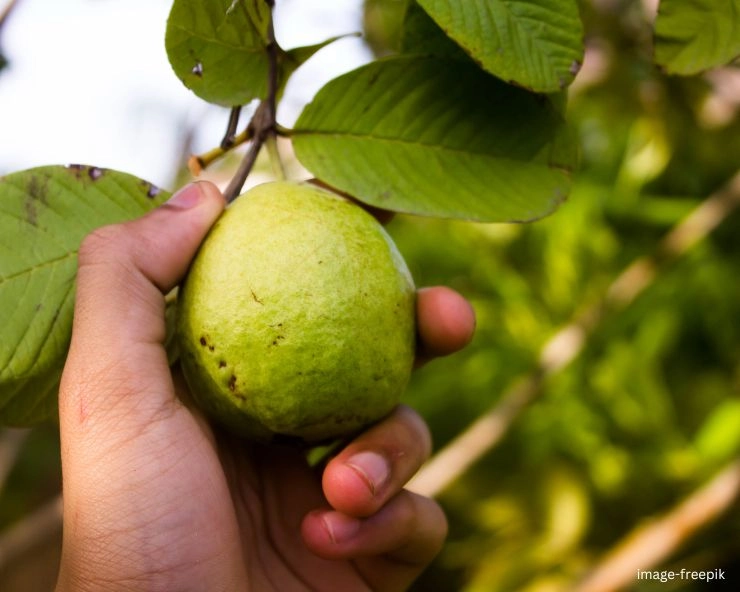 Guava Leaves Benefits