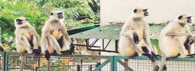 बंदरों के 'गिरोह' ने हमला कर महिला को मार डाला - monkey killed women in Uttar Pradesh