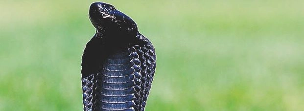 खौफनाक, दिल्ली हाट में मिला पांच फीट लंबा कोबरा - Kobra in Delhi