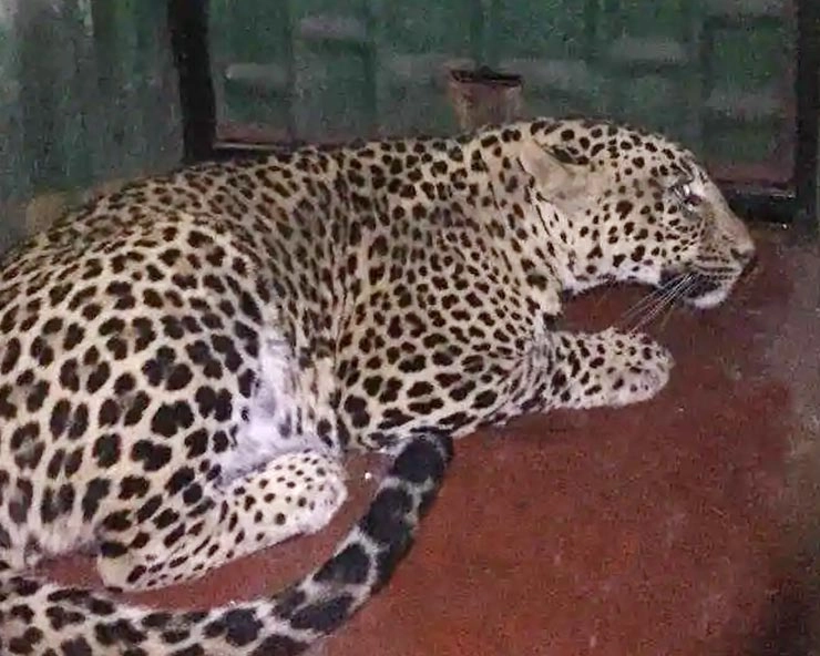 Leopard | जयपुर के आवासीय क्षेत्र में तेंदुआ घुसा, लोगों में दहशत