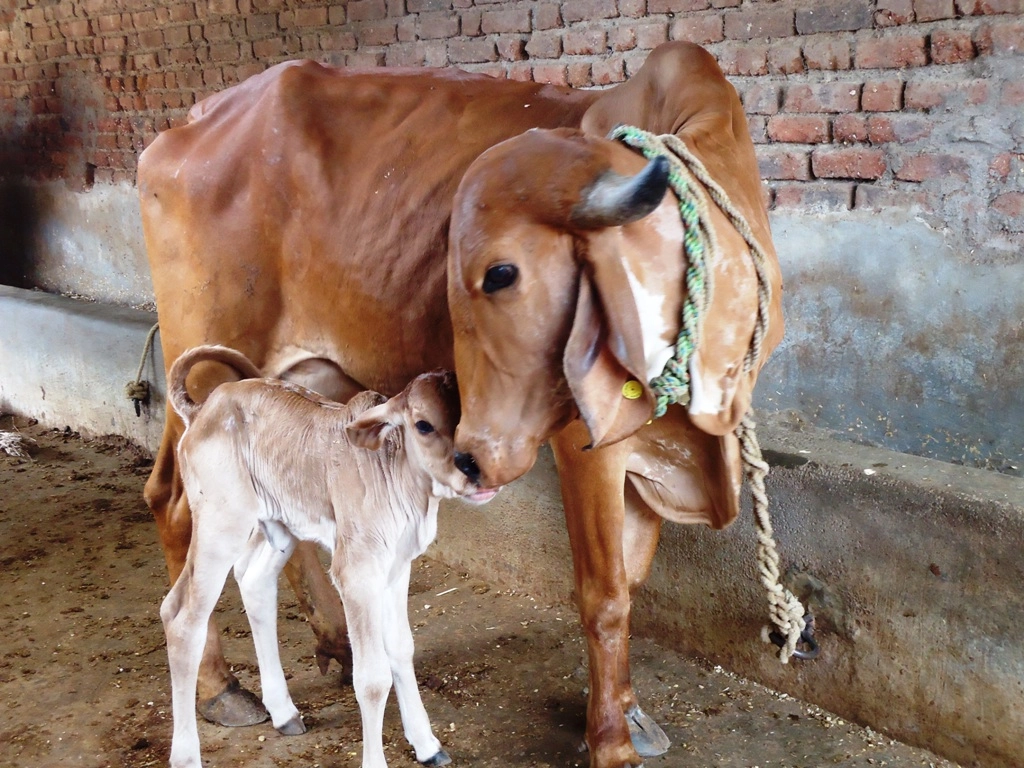 ಗೋಮೂತ್ರ ಮಾನವ ಸೇವನೆಗೆ ಯೋಗ್ಯವಲ್ಲ!