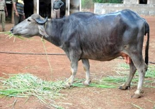 ಎಮ್ಮೆಗೆ ಸ್ನಾನ ಮಾಡಿಸಲು ಹೋಗಿ ಯುವಕ ಸಾವು