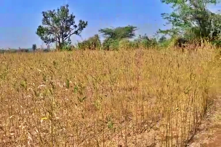 ಸಂತ್ರಸ್ತರಿಗೆ ಪರಿಹಾರ ಹಣ ಬಿಡುಗಡೆ ಮಾಡಿದ ಸರ್ಕಾರ