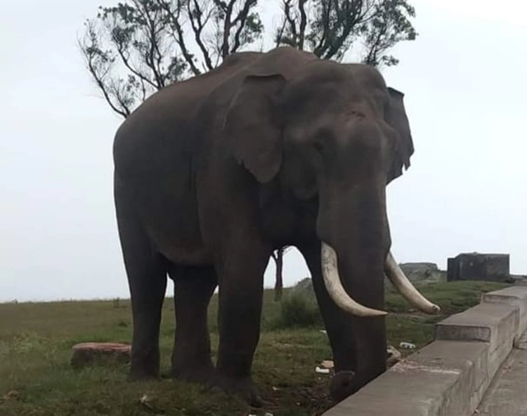 Himavad Gopalaswamy temple elephant