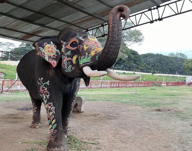 ಮೈಸೂರು ದಸರಾಕ್ಕೆ ದಿನಗಣನೆ: ಆನೆಗಳಿಗೆ ಮರಳು ಮೂಟೆ ತಾಲೀಮು ಇಂದಿನಿಂದ