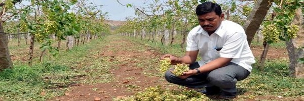 द्राक्ष बागाईतदारांनी जैविक कीडरोगनाशके वापरावीत - डॉ. सावंत