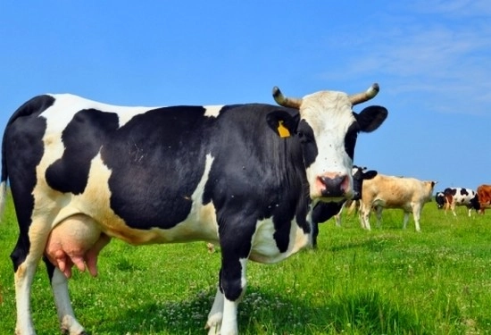 Essay On Cow : 'गायी'वर निबंध