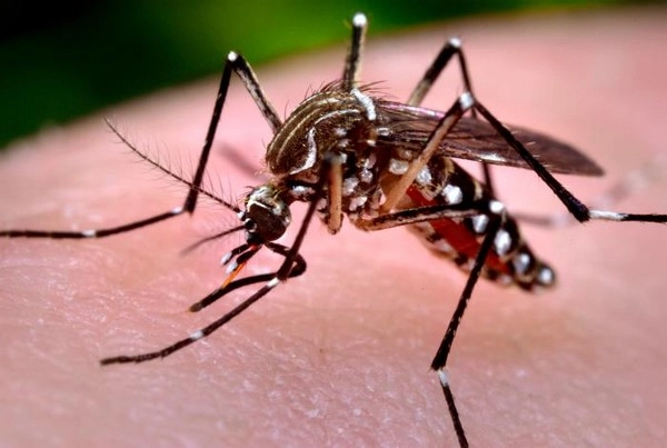 Dengue Fever :മൂന്നാഴ്ചയ്ക്കിടെ ഡെങ്കിപ്പനി ബാധിച്ച് 6 മരണം, എറണാകുളത്ത് ഡെങ്കി പടരുന്നു