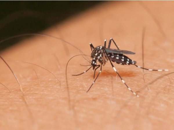 Get Rid of Mosquitoes डासांना पळवून लावतील हे घरगुती उपाय