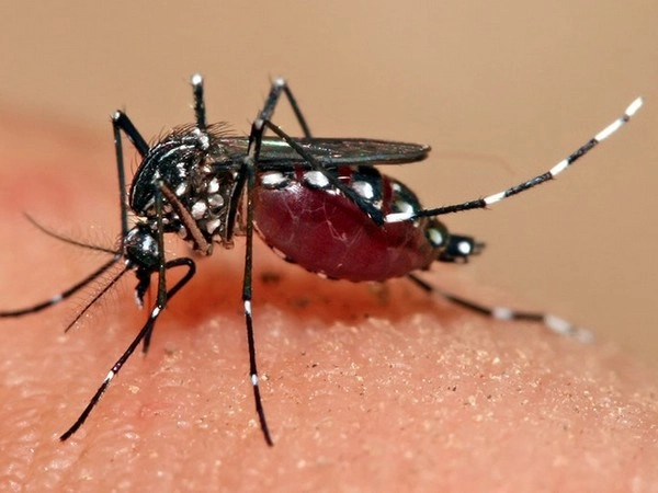 Dengue Fever Alert in Kerala: ഡെങ്കിപ്പനി വ്യാപന സാധ്യത; മുന്നറിയിപ്പുമായി ആരോഗ്യമന്ത്രി, ഞായറാഴ്ച ഡ്രൈ ഡേ