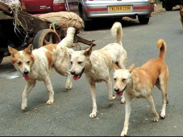 नागपूरमध्ये कुत्र्यांच्या हल्ल्यात तीन वर्षाचा चिमुकल्याचा मृत्यू