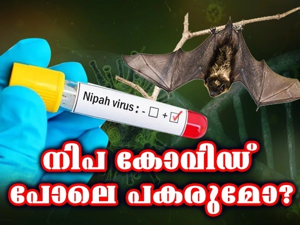 Nipah Virus: വവ്വാലുകളെ കൊന്നൊടുക്കിയാല്‍ നിപ വൈറസിനെ തുടച്ചുനീക്കാന്‍ സാധിക്കുമോ? മാരക രോഗത്തെ കുറിച്ച് അറിയേണ്ടതെല്ലാം