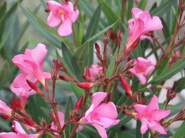Arali Flower