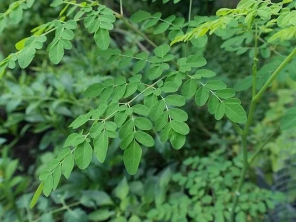 Drum stick leaves