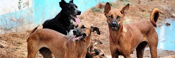 केरळ : बुजुर्ग महिलेवर 50 कुत्र्यांनी केला हल्ला, महिलेचा मृत्यू!