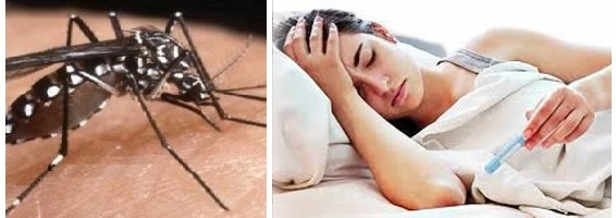 गेल्या वर्षी मलेरिया आणि डेंग्यूमुळे सर्वात जास्त मृत्यू