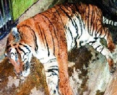 bangal tiger aurangabad