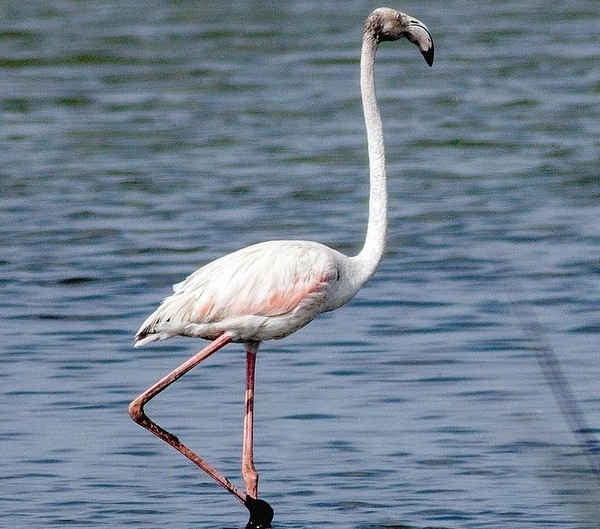great flamingo