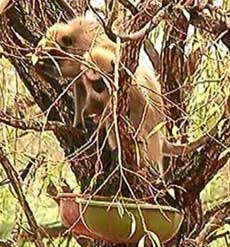 कोल्हापूर : पंधरा दिवसापासून पुरात अडकलेल्या माकडांची सुटका