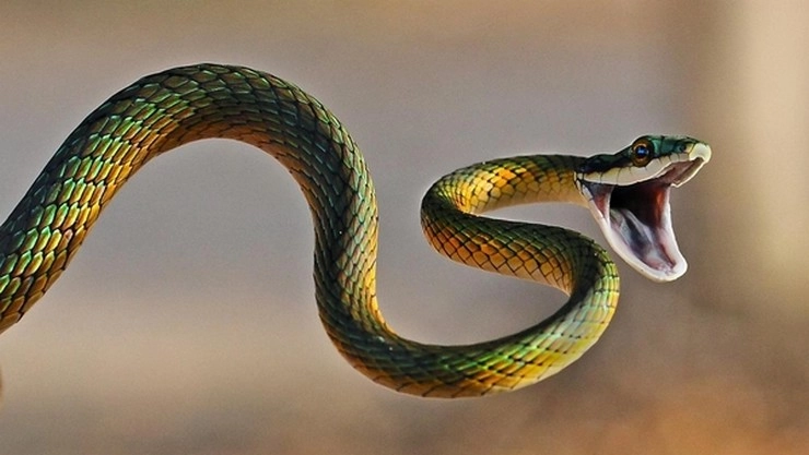 Snakes In Dreams स्वप्नात साप दिसणे, चांगले-वाईट संकेत जाणून घ्या