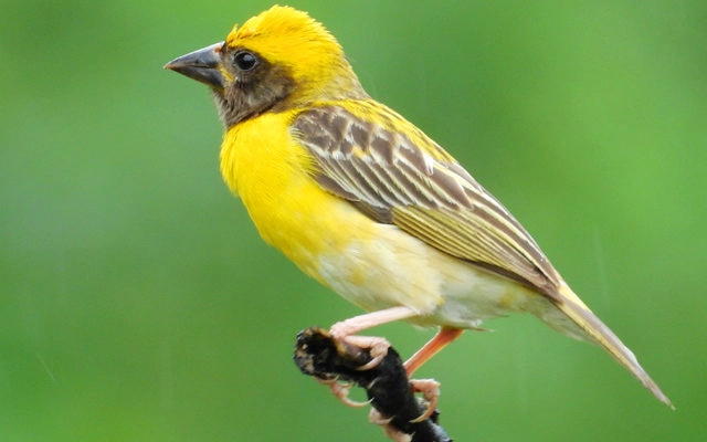 5 जनवरी को विश्व पंछी दिवस : जानिए पक्षियों की रोचक दुनिया