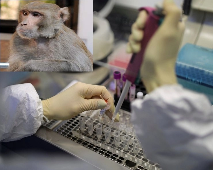 काय म्हणता, माकडाने कोरोना रुग्णांचे रक्ताचे नमुने घेऊन धूम ठोकली