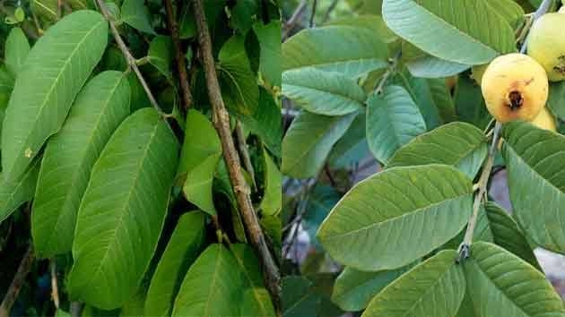 Guava leaves benefits : लांब, काळेभोर केसांसाठी पेरूची पानें वापरा, इतर फायदे जाणून घ्या