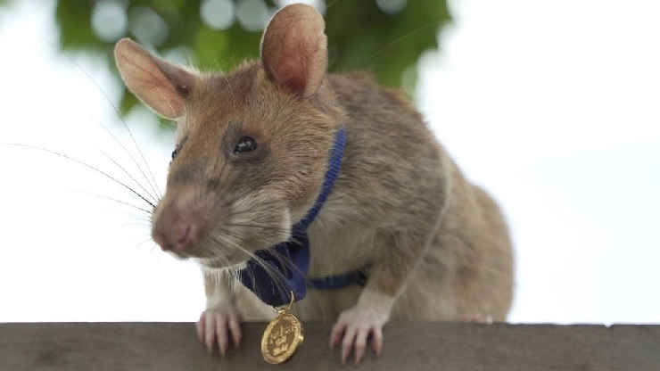 ‘गोल्ड मेडल’ विजेता उंदीर मरण पावला, काय केले ते जाणून घ्या