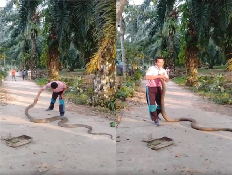 14 फूट लांब किंग कोब्रा हाताने पकडला , Video Viral