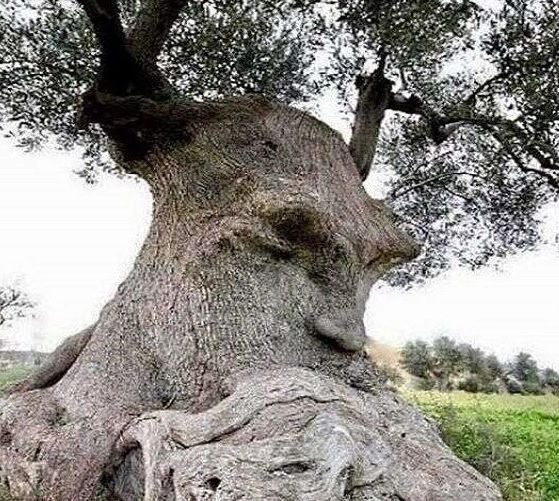 thinking tree