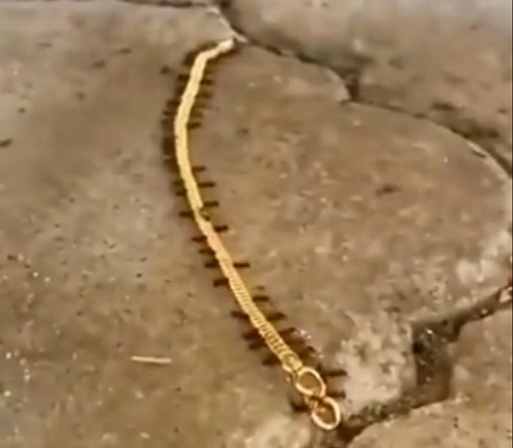 viral video gold chain