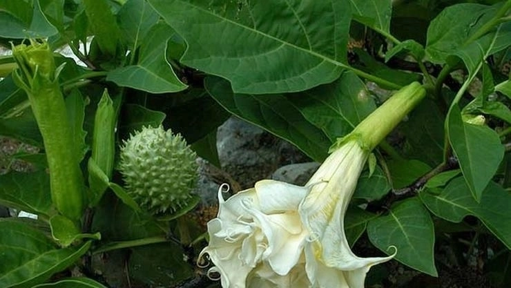 dhatura flower