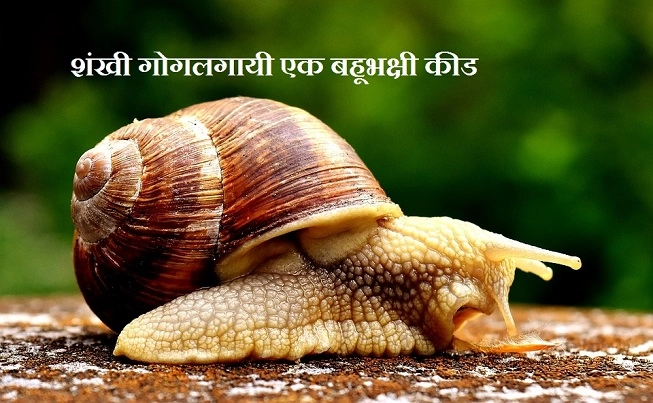 conch snail