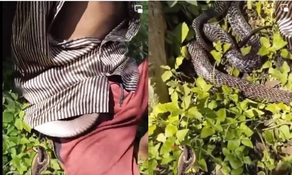 snake entered the shirt