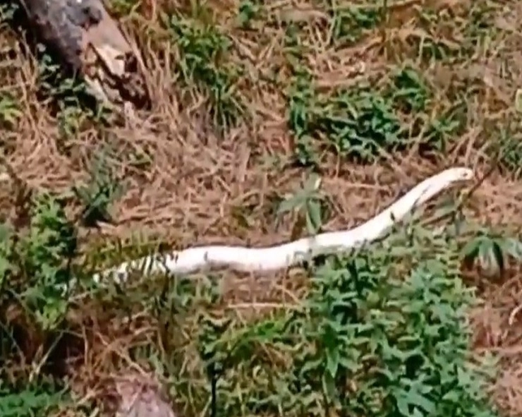 Chamba News: भारतात या ठिकाणी आढळला पांढरा दुर्मिळ साप, व्हिडीओ व्हायरल