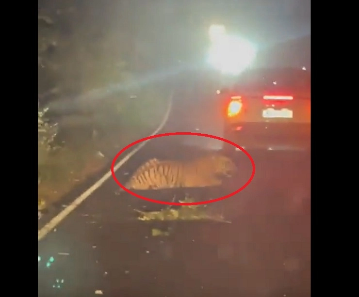 Tiger Viral Video