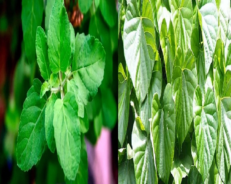 tulsi