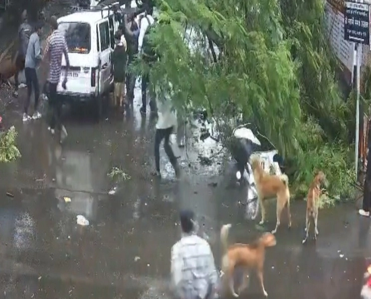 Tree fell down in pune