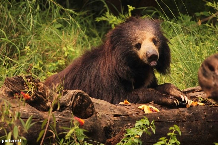 Pune zoo