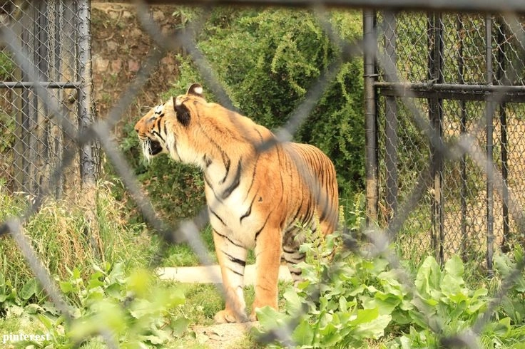 Nainital ZOO