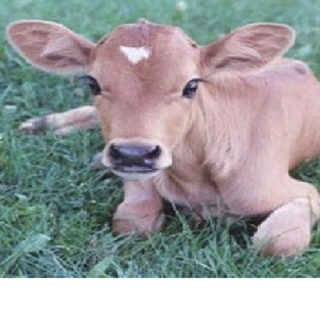 calf