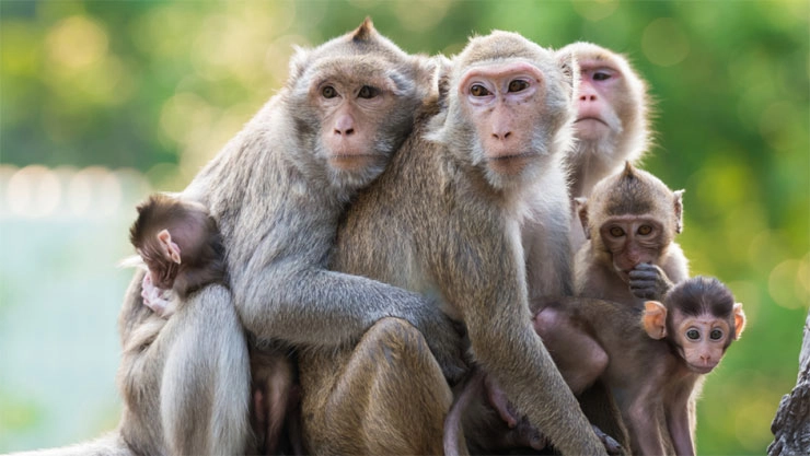 माकडांचा प्रताप, गरीब महिलेचे दागिने आणि २५ हजाराची रक्कम पळवली