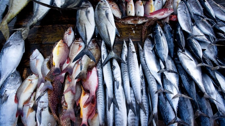 ગુજરાતમાંથી 70% માછલીઓ એક્સપોર્ટ થાય છે ચીન, દર વર્ષે થાય છે 3000 કરોડથી વધુનો બિઝનેસ
