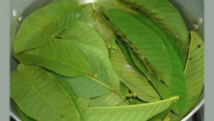 Guava leaf tea 1