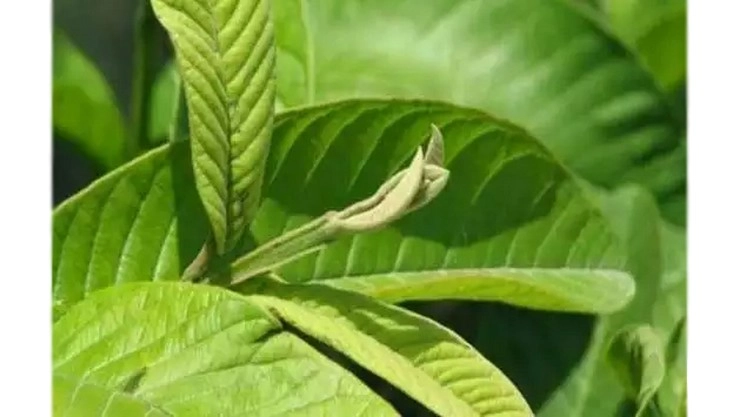 Guava Leaf